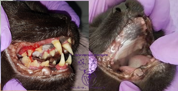 Untersuchg vor und nach Zahnoperation, Katze